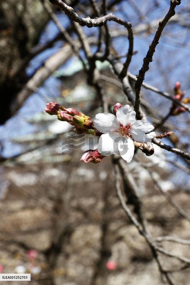 Osaka sample cherry tree blooms