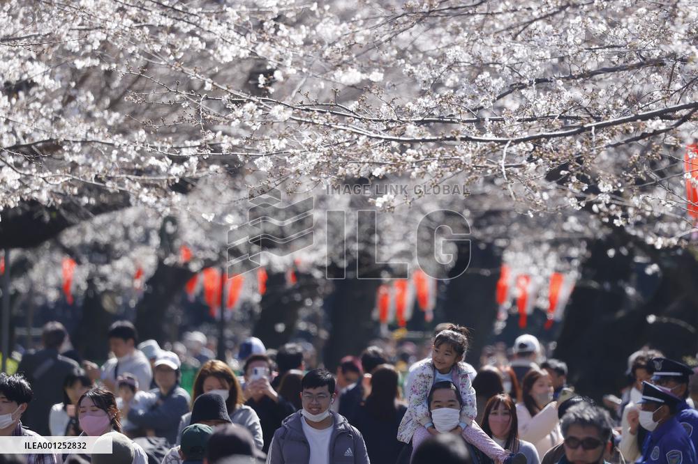 Ueno Park cherry trees bloom