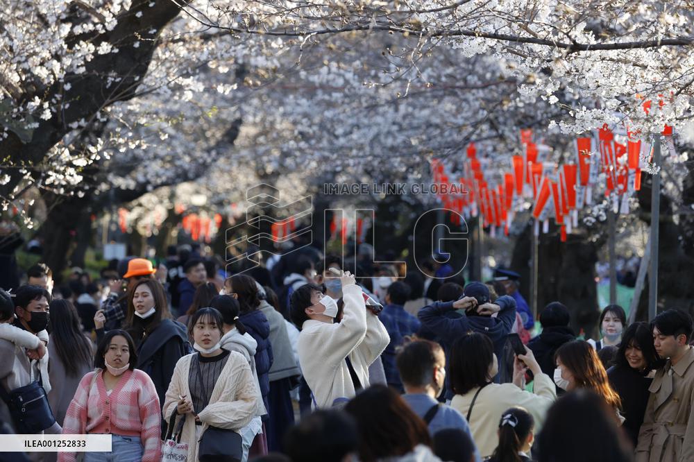 Ueno Park cherry trees bloom