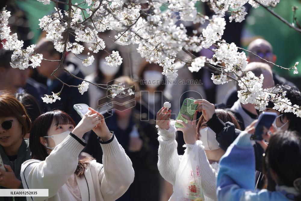 Ueno Park cherry trees bloom