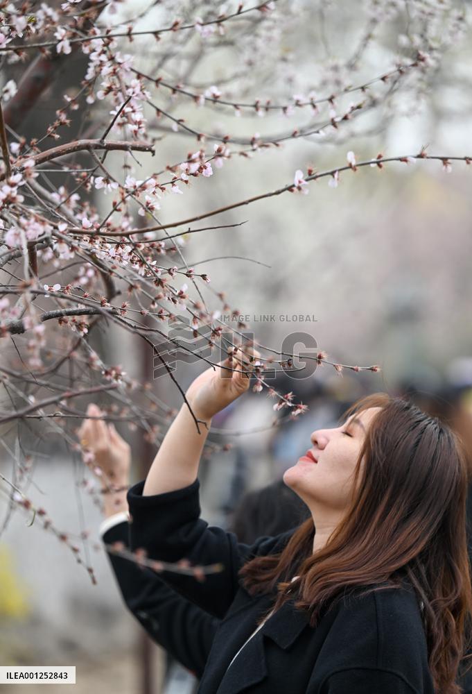 CHINA-TIANJIN-PEACH BLOSSOM (CN)