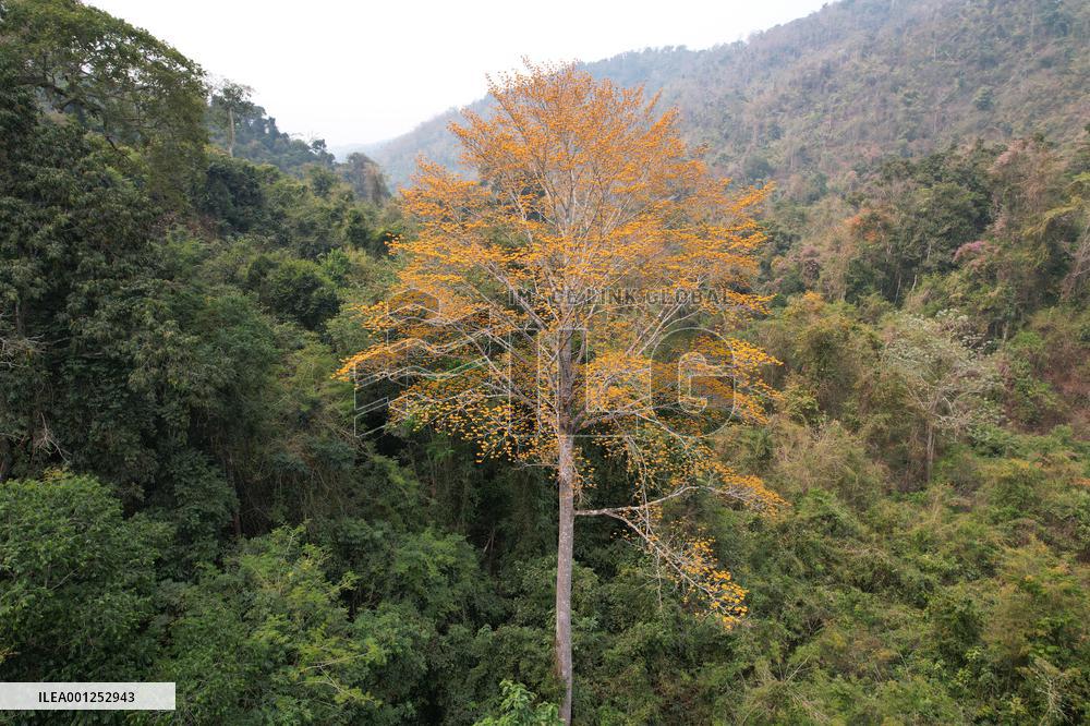 CHINA-YUNNAN-KUNMING-PTEROCYMBIUM MACRANTHUM-DISCOVERY (CN)