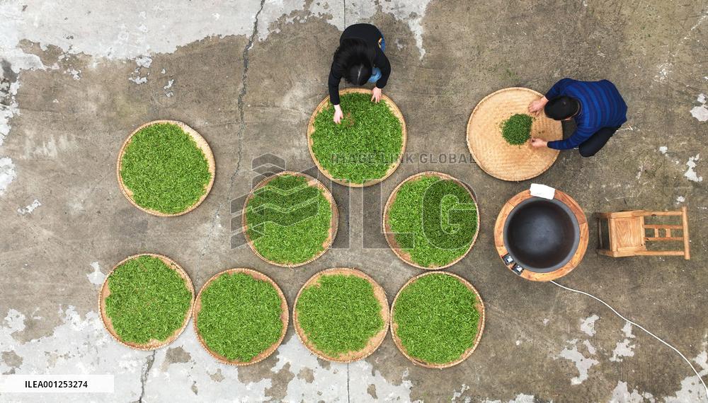 CHINA-HUNAN-CHANGNING-TEA INDUSTRY (CN)