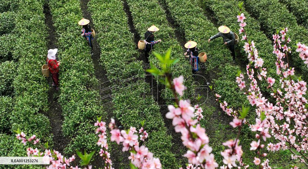 CHINA-HUNAN-CHANGNING-TEA INDUSTRY (CN)