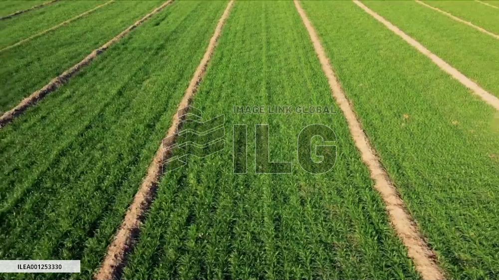 Traditional delicacy on Chunfen: Qingtuan