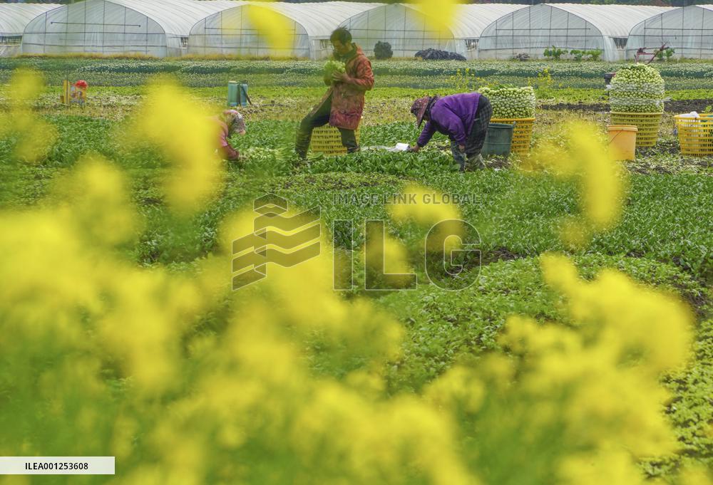 #CHINA-CHUNFEN-SPRING-FARMING (CN)
