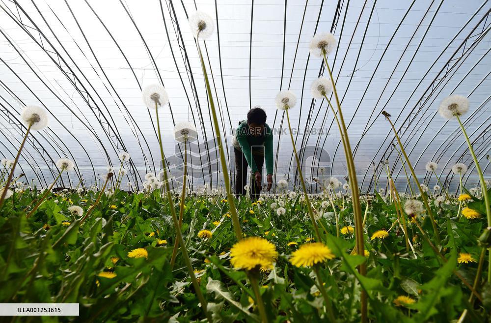 #CHINA-CHUNFEN-SPRING-FARMING (CN)