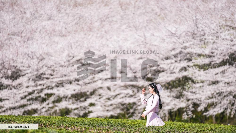 CHINA-GUIZHOU-GUIYANG-CHERRY BLOSSOM (CN)