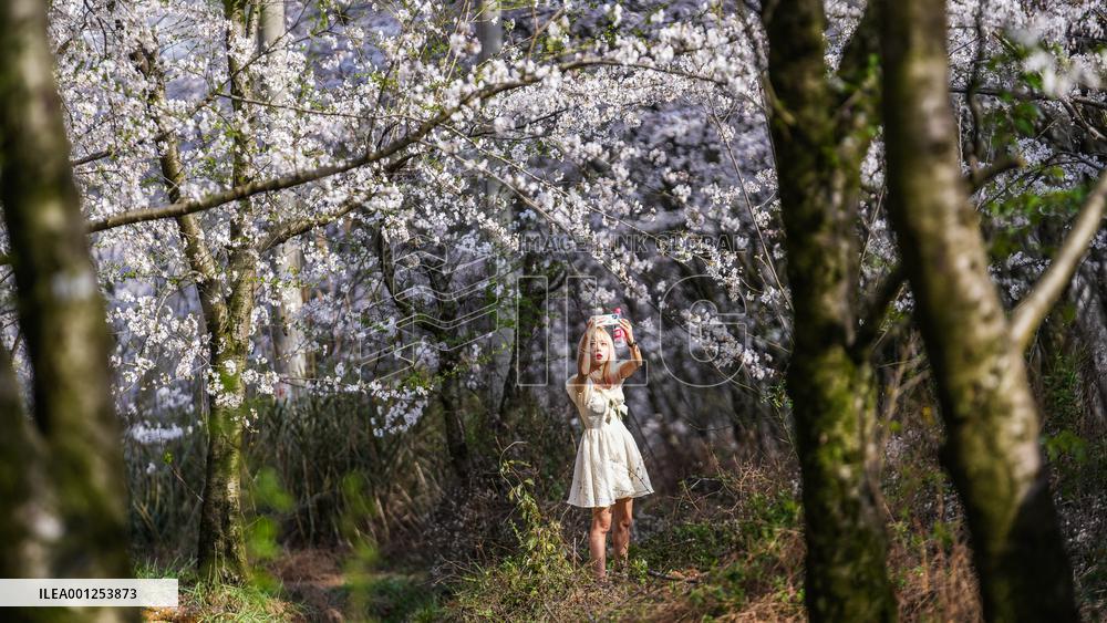 CHINA-GUIZHOU-GUIYANG-CHERRY BLOSSOM (CN)
