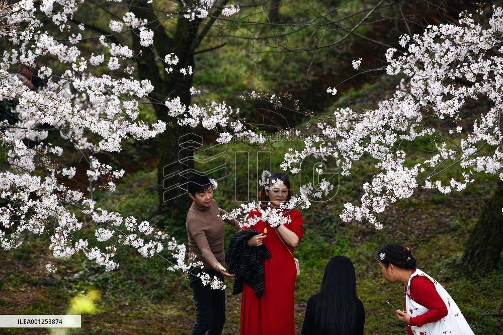 CHINA-GUIZHOU-GUIYANG-CHERRY BLOSSOM (CN)