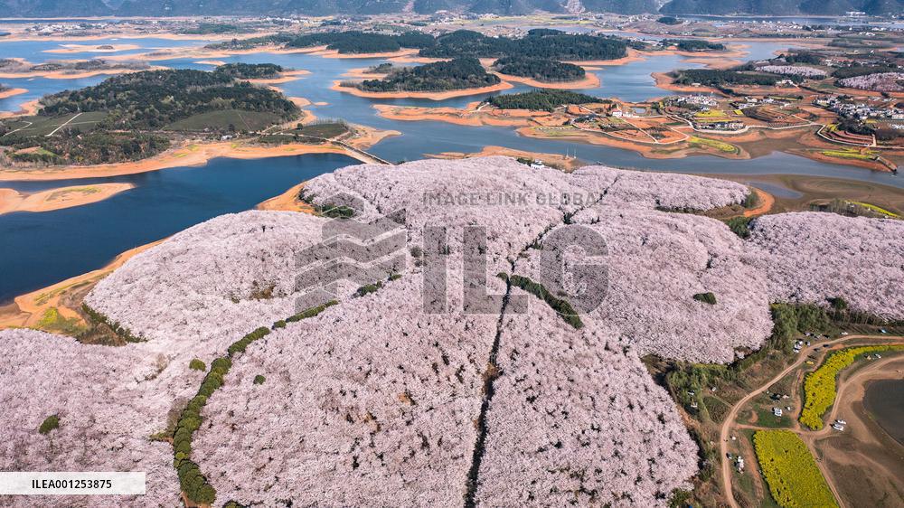 CHINA-GUIZHOU-GUIYANG-CHERRY BLOSSOM (CN)