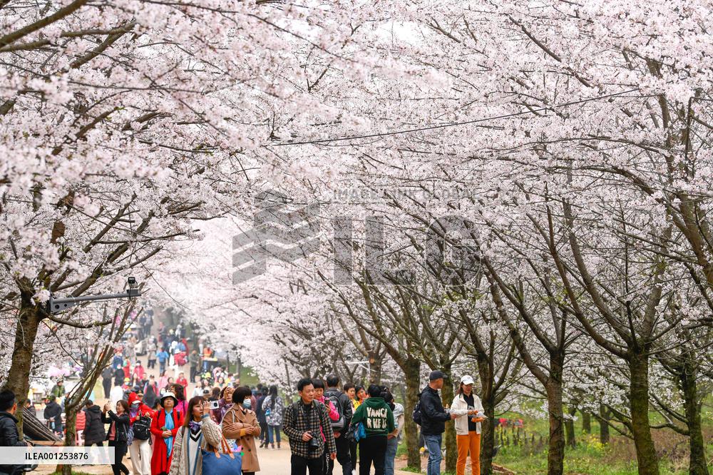 CHINA-GUIZHOU-GUIYANG-CHERRY BLOSSOM (CN)