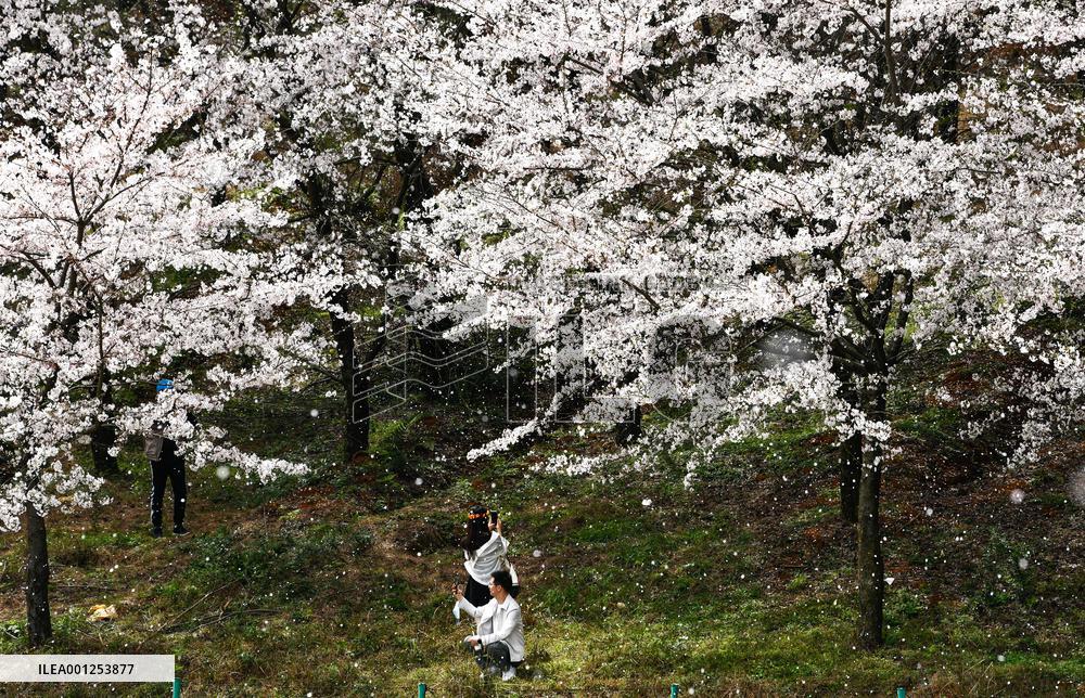 CHINA-GUIZHOU-GUIYANG-CHERRY BLOSSOM (CN)