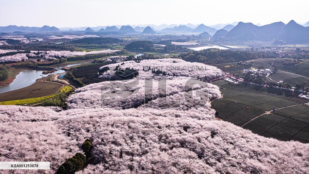 CHINA-GUIZHOU-GUIYANG-CHERRY BLOSSOM (CN)