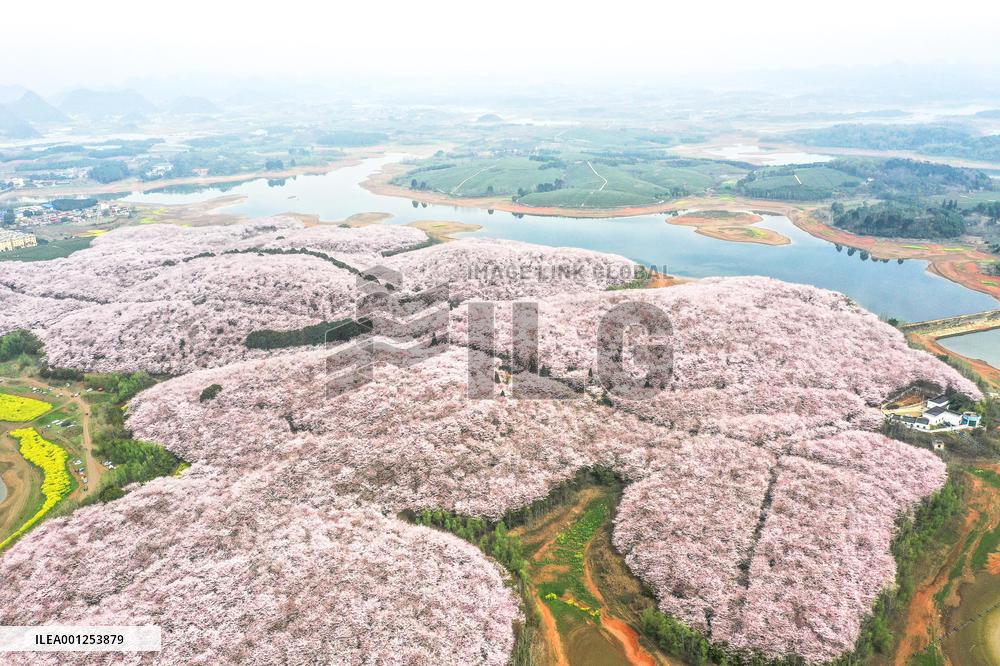 CHINA-GUIZHOU-GUIYANG-CHERRY BLOSSOM (CN)