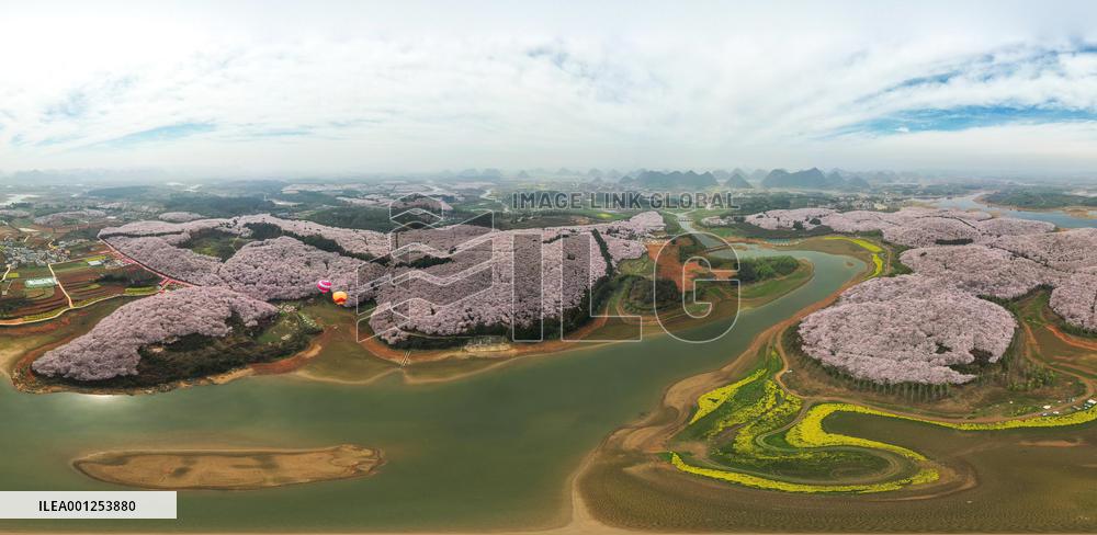 CHINA-GUIZHOU-GUIYANG-CHERRY BLOSSOM (CN)