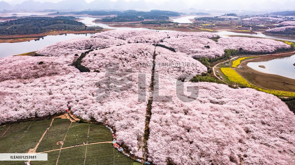 CHINA-GUIZHOU-GUIYANG-CHERRY BLOSSOM (CN)