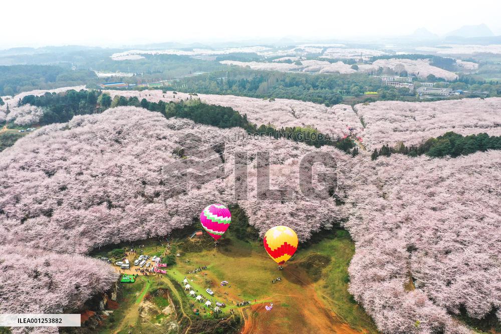 CHINA-GUIZHOU-GUIYANG-CHERRY BLOSSOM (CN)