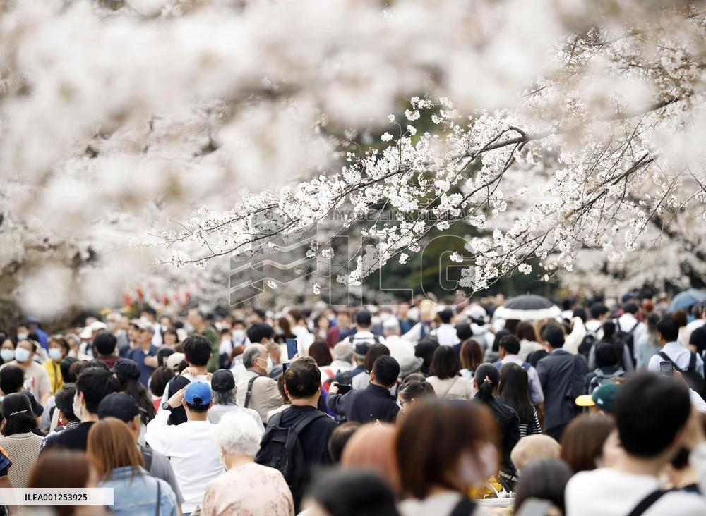 Cherry blossoms in Tokyo