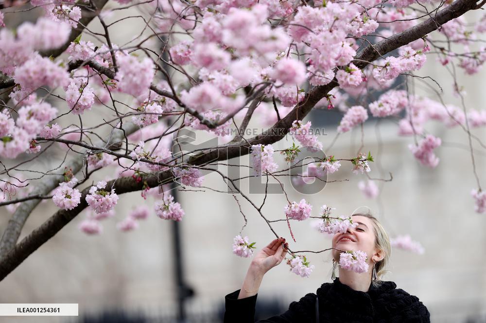 BRITAIN-LONDON-CHERRY BLOSSOMS
