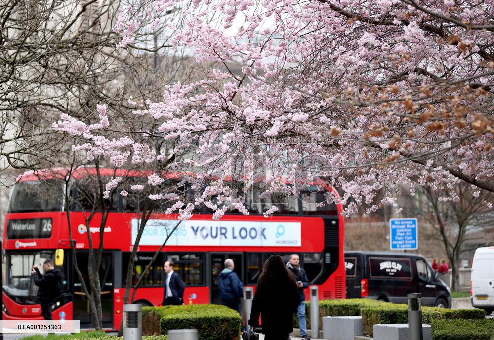 BRITAIN-LONDON-CHERRY BLOSSOMS