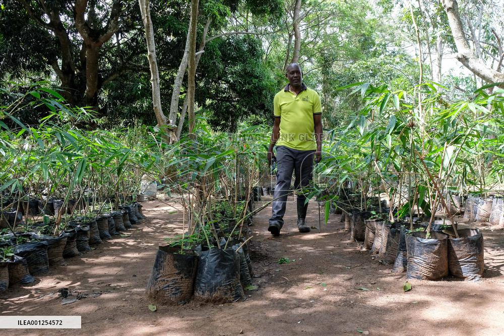 UGANDA-KAMPALA-BAMBOO BUSINESS