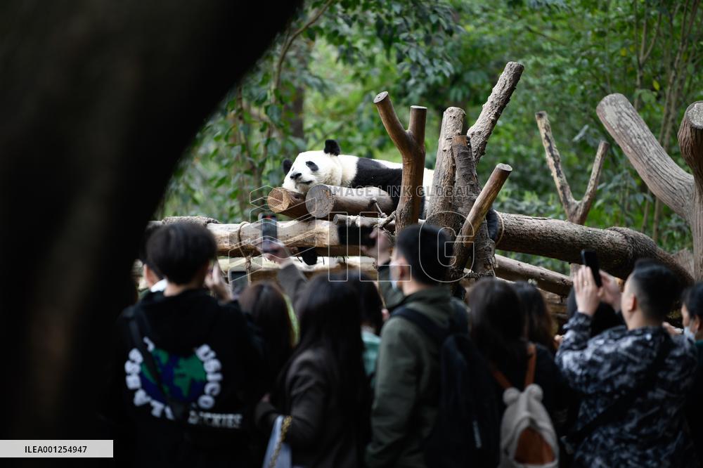 CHINA-SICHUAN-CHENGDU-GIANT PANDA (CN)