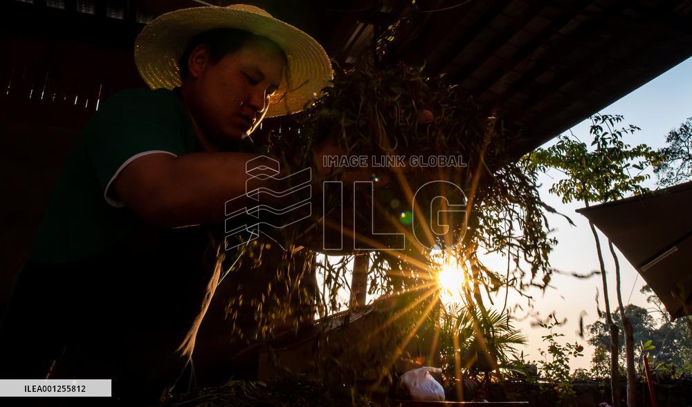 CHINA-YUNNAN-JINGMAI MOUNTAIN-TEA PICKING (CN)