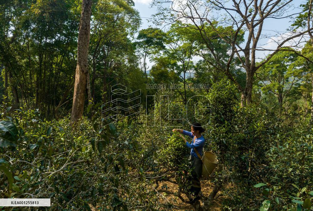 CHINA-YUNNAN-JINGMAI MOUNTAIN-TEA PICKING (CN)