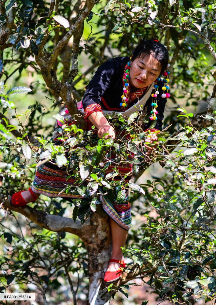 CHINA-YUNNAN-JINGMAI MOUNTAIN-TEA PICKING (CN)