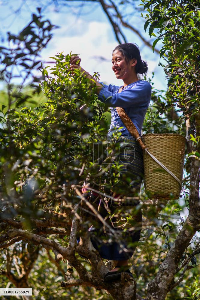 CHINA-YUNNAN-JINGMAI MOUNTAIN-TEA PICKING (CN)