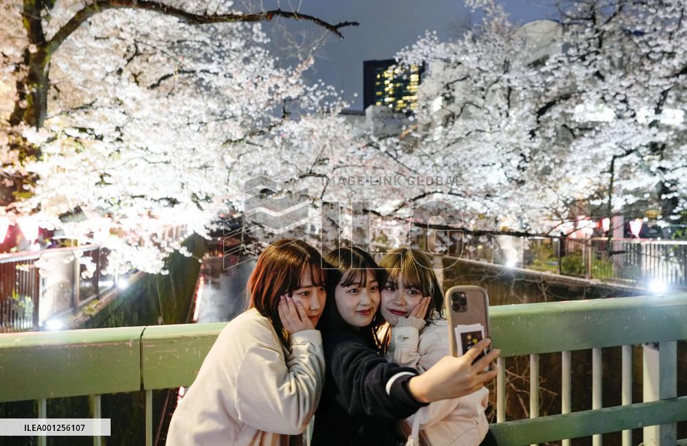 Meguro River cherry blossoms