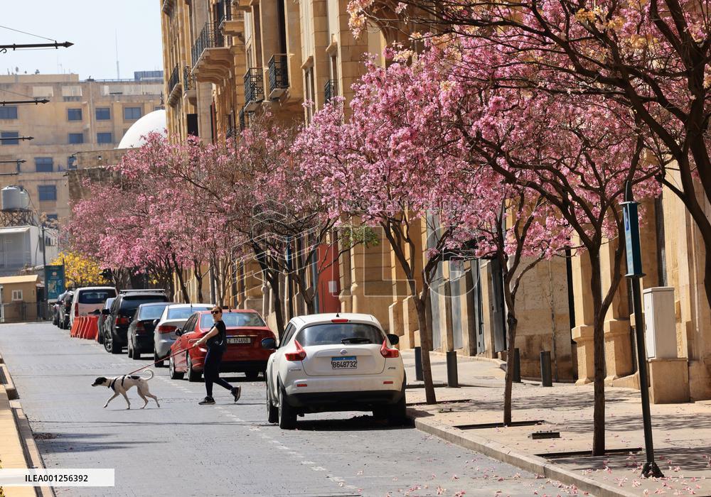 LEBANON-BEIRUT-SPRING-FLOWERS