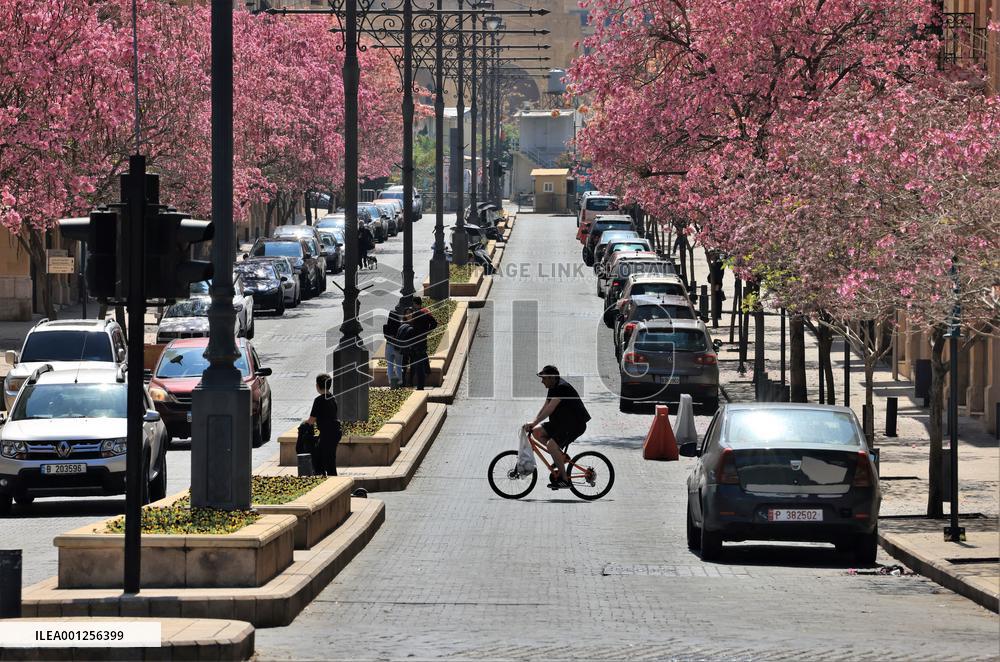 LEBANON-BEIRUT-SPRING-FLOWERS