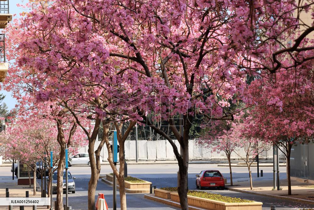 LEBANON-BEIRUT-SPRING-FLOWERS