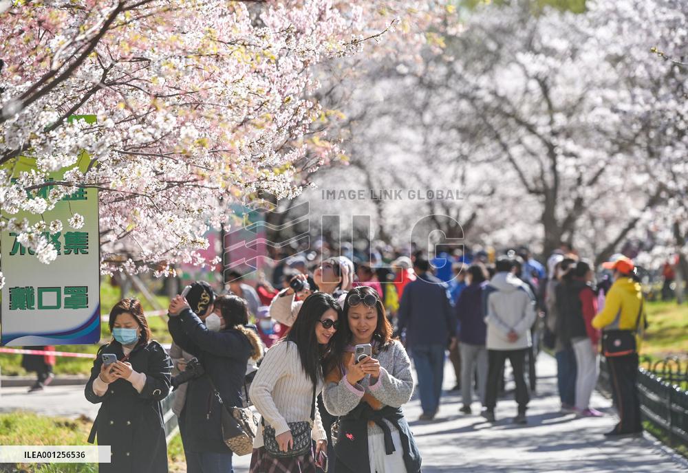 CHINA-BEIJING-YUYUANTAN PARK-CHERRY BLOSSOMS (CN)