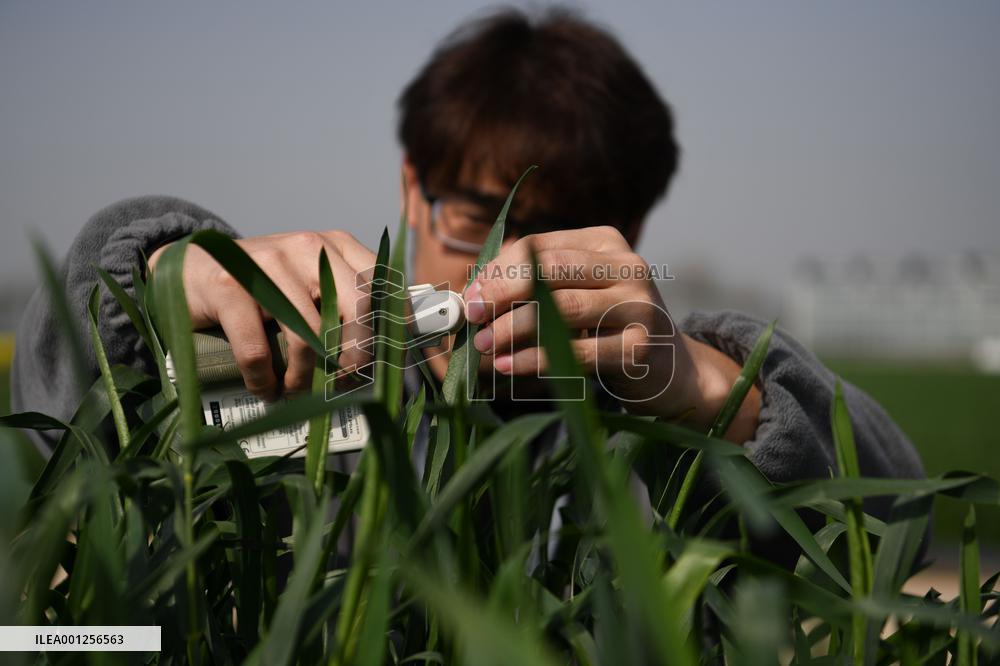 (EyesonSci)CHINA-ANHUI-AGRICULTURE-STUDENTS-PRACTICE (CN)