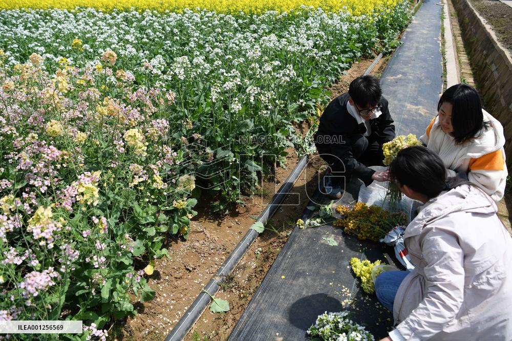 (EyesonSci)CHINA-ANHUI-AGRICULTURE-STUDENTS-PRACTICE (CN)