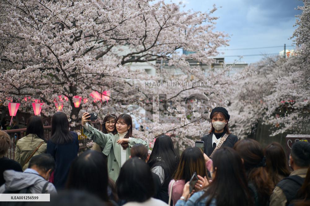 JAPAN-TOKYO-CHERRY BLOSSOMS