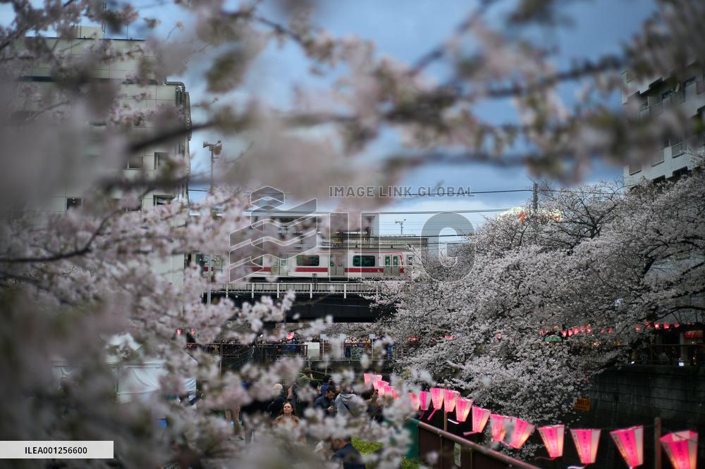JAPAN-TOKYO-CHERRY BLOSSOMS