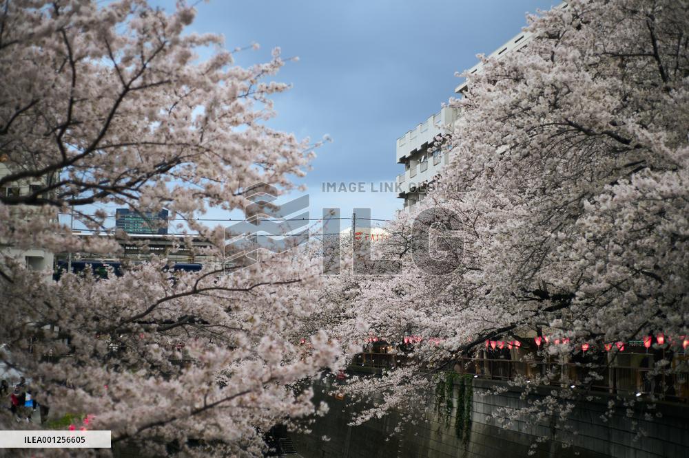 JAPAN-TOKYO-CHERRY BLOSSOMS
