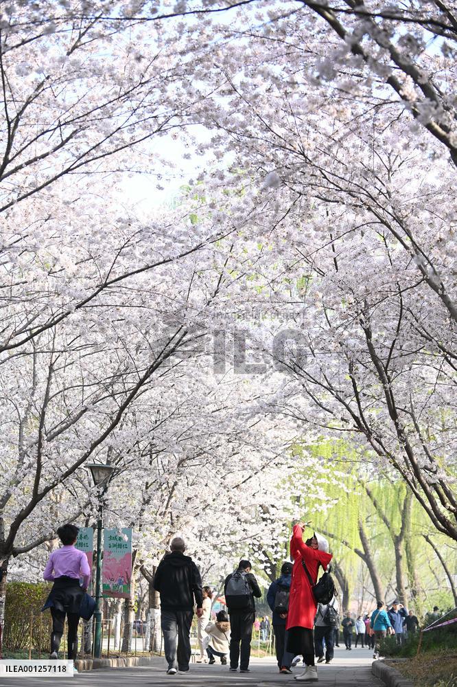 CHINA-BEIJING-YUYUANTAN PARK-CHERRY BLOSSOMS (CN)