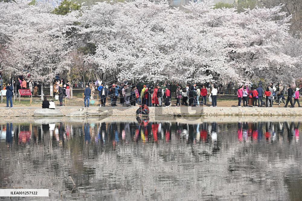 CHINA-BEIJING-YUYUANTAN PARK-CHERRY BLOSSOMS (CN)
