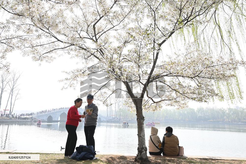 CHINA-BEIJING-YUYUANTAN PARK-CHERRY BLOSSOMS (CN)