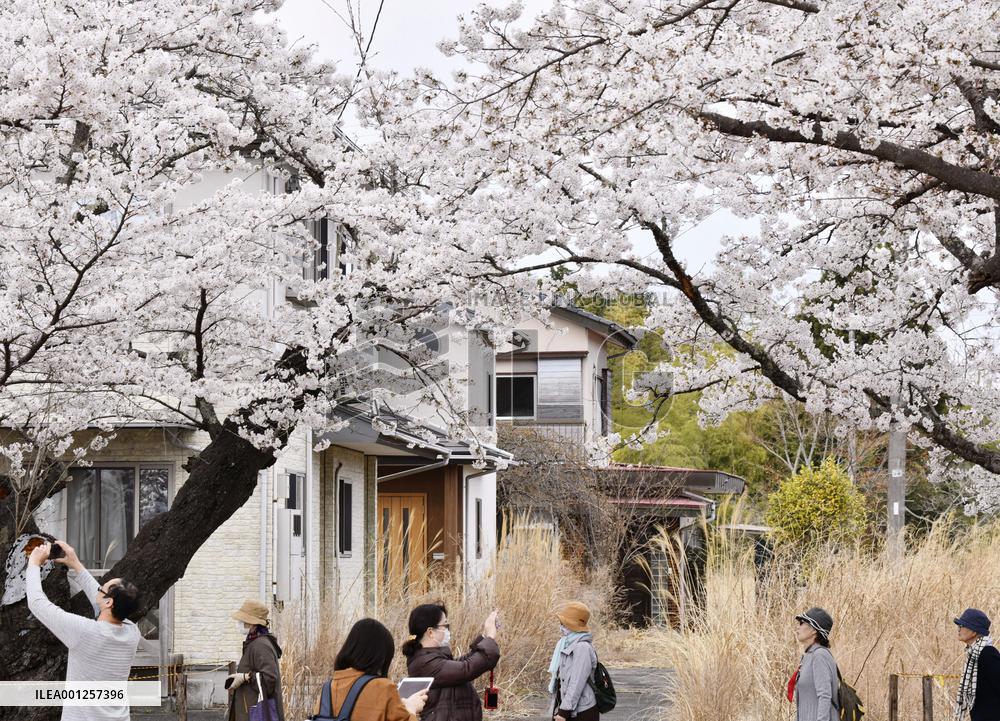 CORRECTED: Cherry blossoms in nuclear disaster-hit Fukushima town