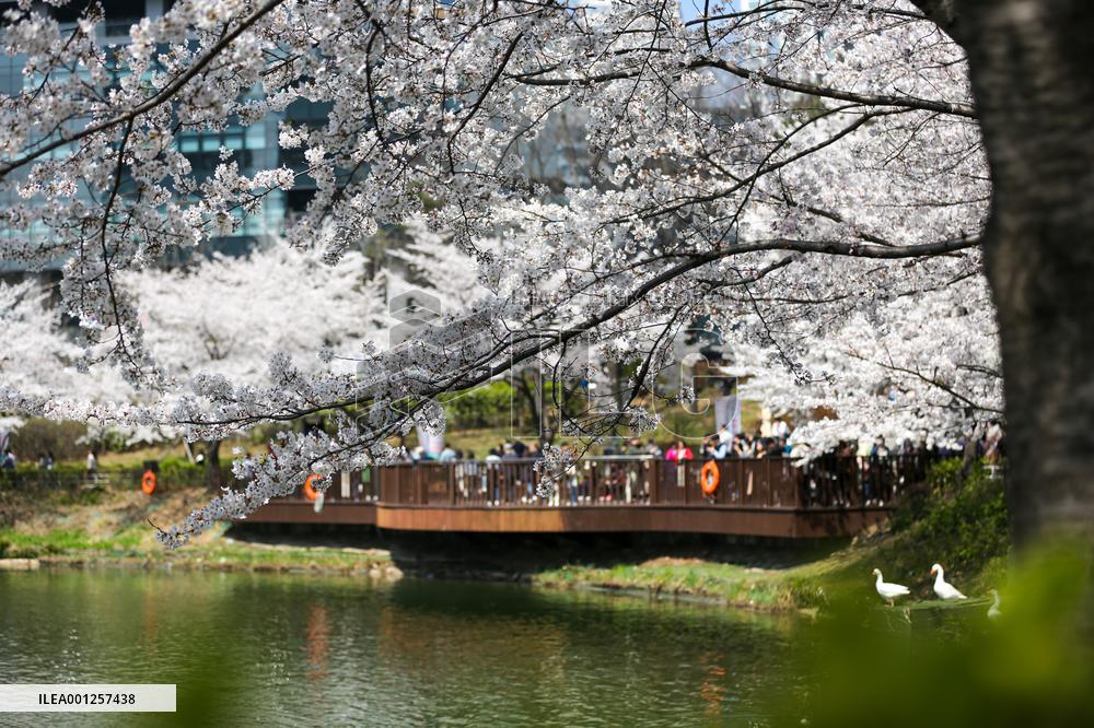 SOUTH KOREA-SEOUL-CHERRY BLOSSOMS