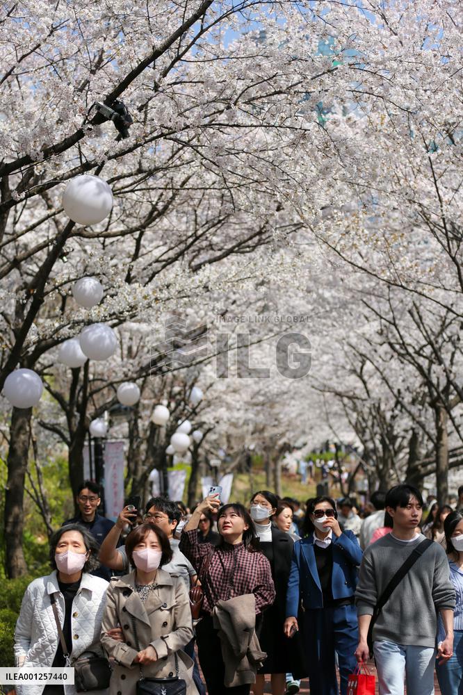 SOUTH KOREA-SEOUL-CHERRY BLOSSOMS