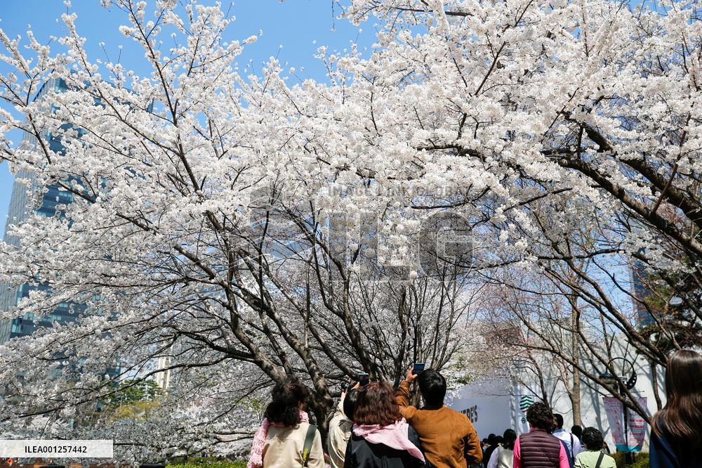 SOUTH KOREA-SEOUL-CHERRY BLOSSOMS