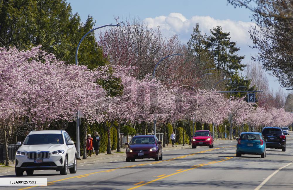 CANADA-VANCOUVER-CHERRY BLOSSOM