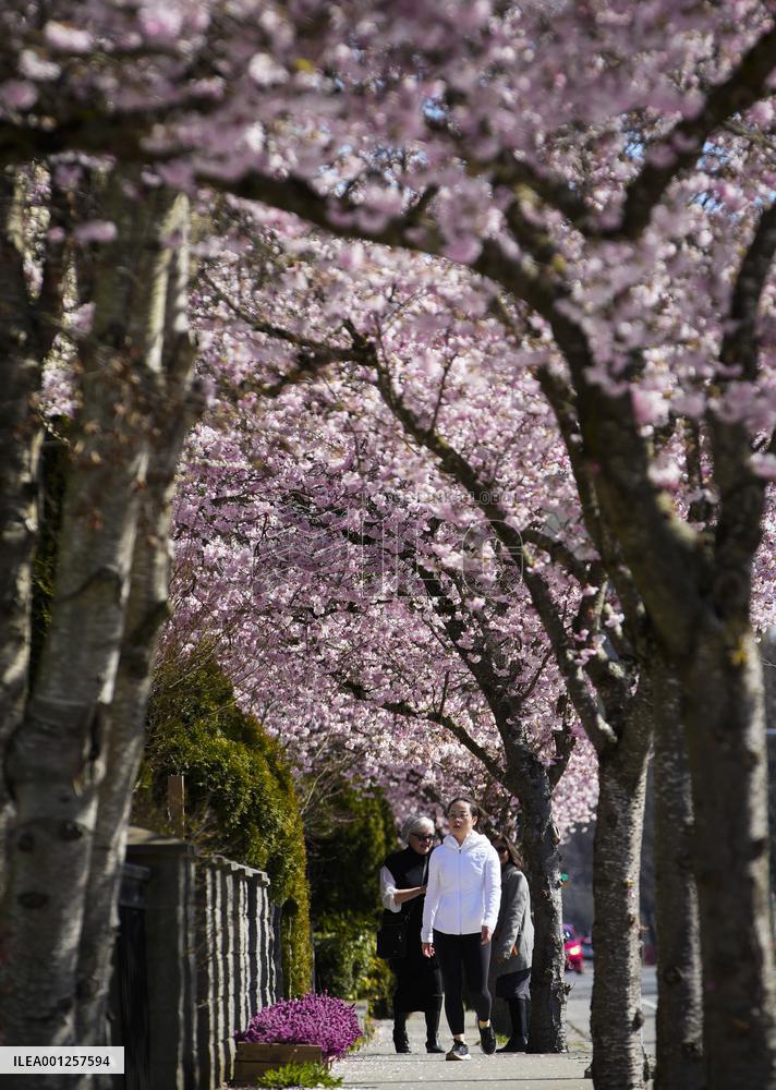 CANADA-VANCOUVER-CHERRY BLOSSOM
